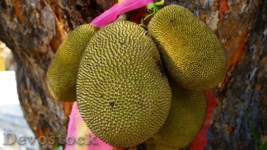 Devostock Jackfruit Fruit Green 1087108