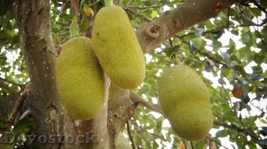 Devostock Jackfruit Fruit Green 1140591