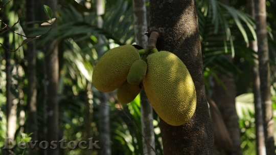 Devostock Jackfruit Fruits Green Tree