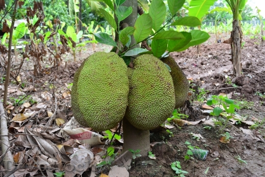 Devostock Khmer Jack Fruit Cambodia