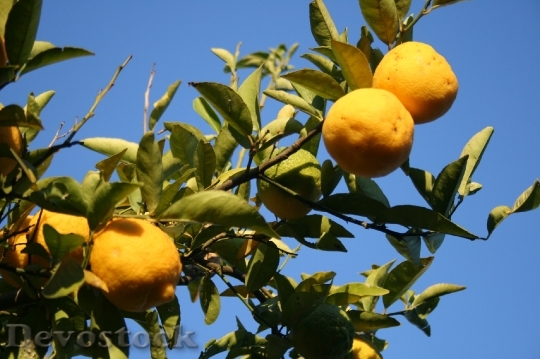Devostock Lemons Fruit Citrus Rounded