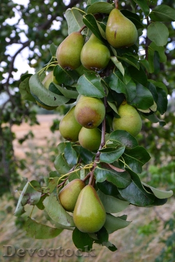 Devostock Pears Pear Orchard Fruits 0