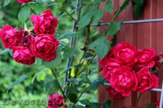 Devostock Roses Pink Blossom Bloom 0