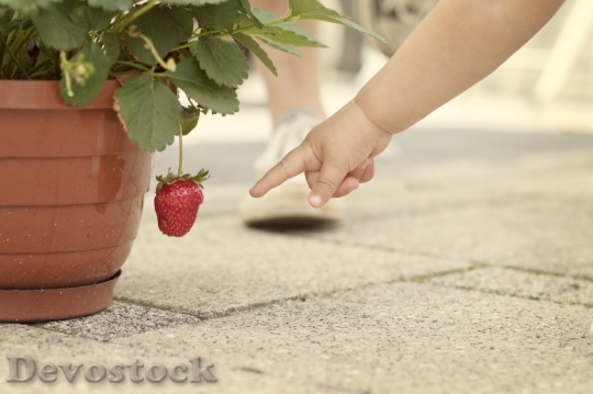 Devostock Strawberry Show Red Finger