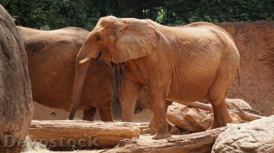 Devostock Animal Big Zoo 91358 4K