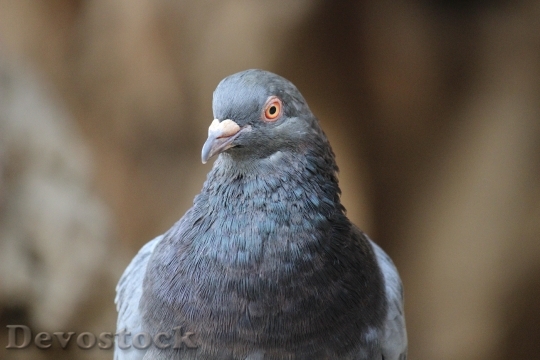Devostock Bird Dove Nature Clouseup