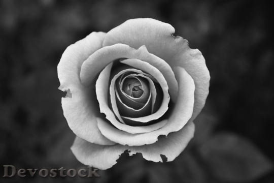 Devostock Black And White Love Petals 505