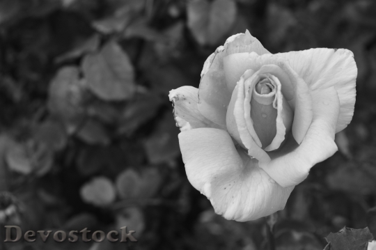 Devostock Black And White Love Petals 536