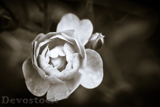 Devostock Black And White Romantic Petals 2142