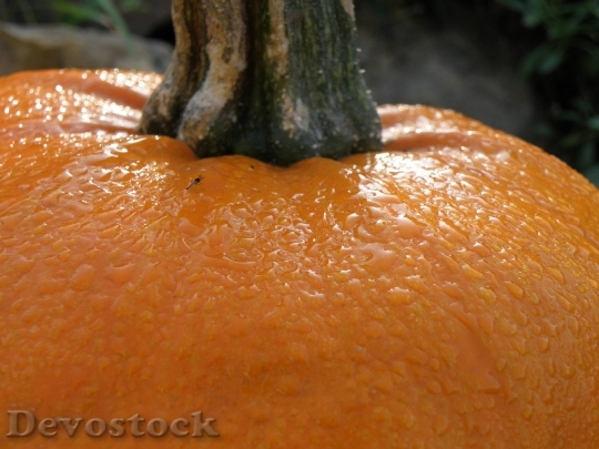 Devostock Dew Water Drops Pumpkin