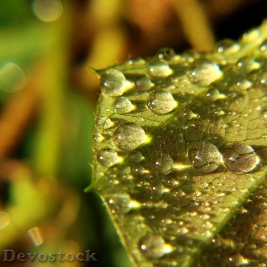 Devostock Drops Water Drops Leaf