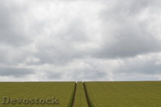 Devostock Field Wheat Grey Sky