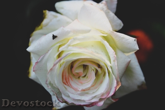 Devostock Flower Color Rose 10284