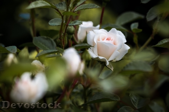 Devostock Flowers Petals Blur 12193