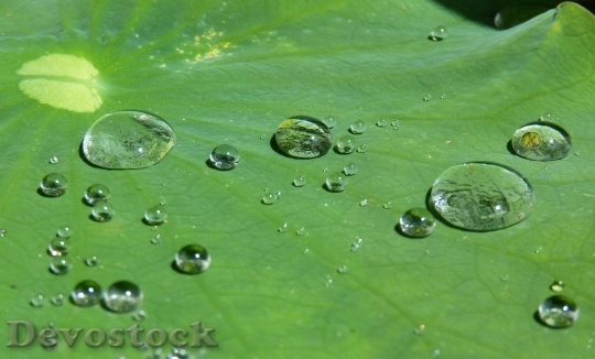 Devostock Lotus Effect Drip Water 3