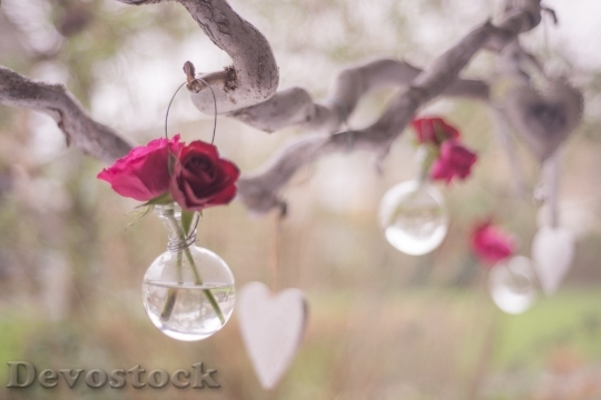 Devostock Love Roses Celebrate 496