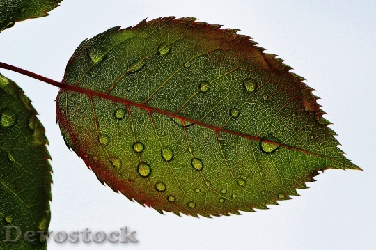 Devostock Nature Plant Leaf 308
