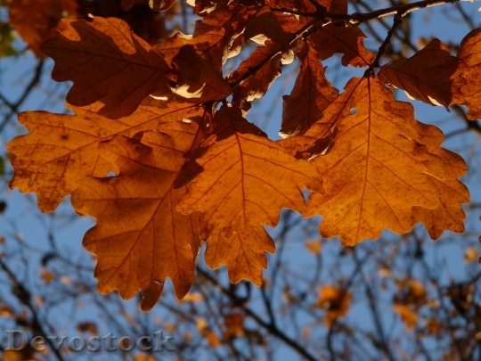 Devostock Oak Leaves Oak Quercus