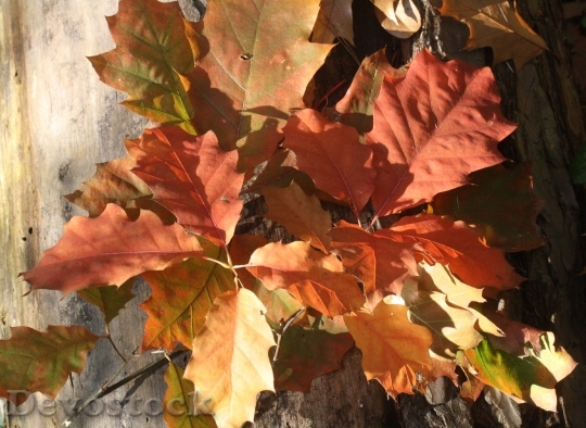 Devostock Oak Oak Leaves Red