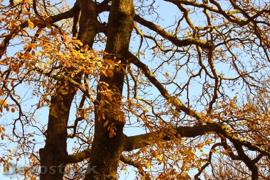 Devostock Oak Tree Autumn Fall