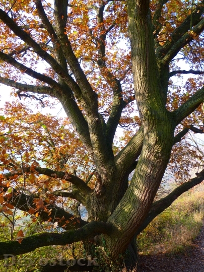 Devostock Oak Tree Autumn Leaves