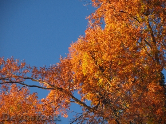 Devostock Oak Tree Fall Leaves
