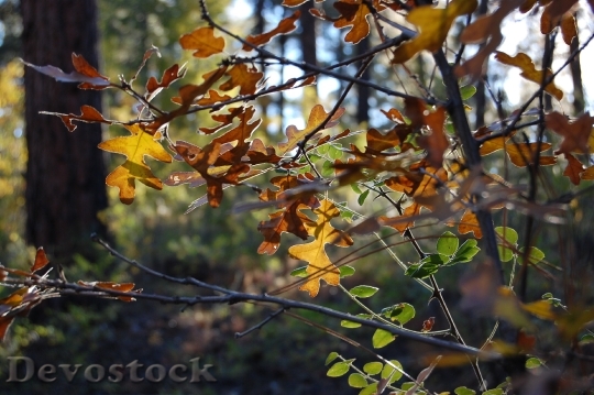 Devostock Oak Tree Forest Leaves