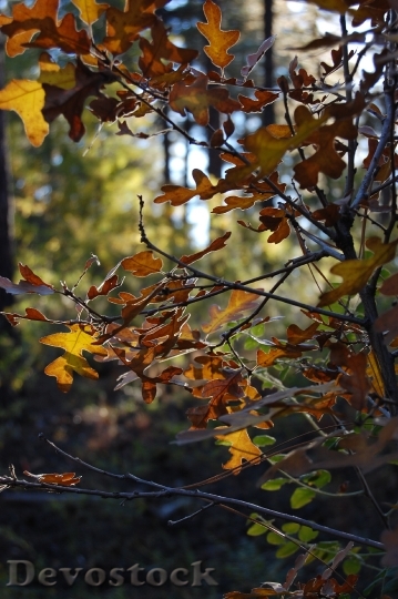 Devostock Oak Tree Leaves Autumn
