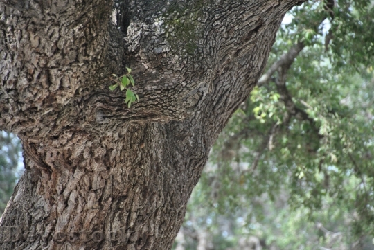 Devostock Oak Tree Nature Branch