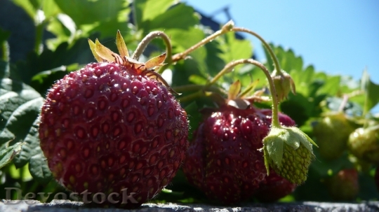Devostock Strawberries Red Pink Ripe