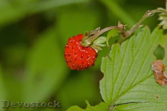 Devostock Strawberry Fruit Vine Leaf