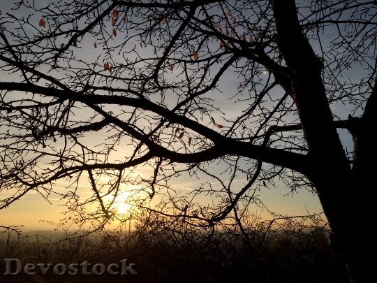 Devostock Tree Sun Nature Sunset