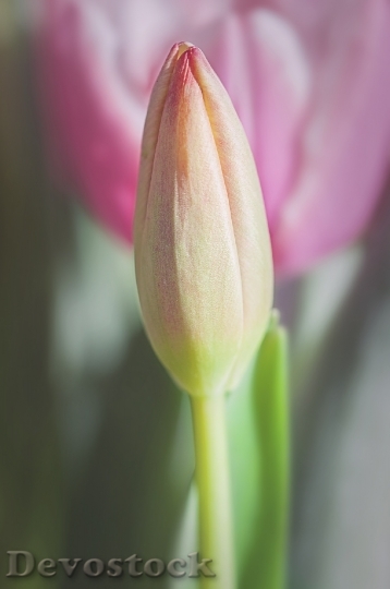 Devostock Tulip Closed Closed Flower