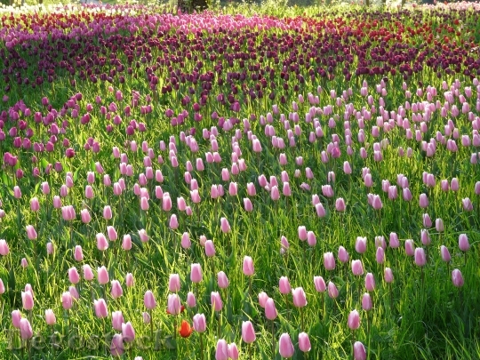 Devostock Tulip Field Tulips Pink 3