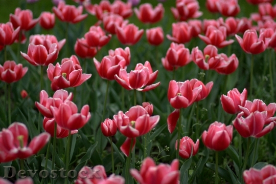 Devostock Tulips Flowers Supplies Coloring 0
