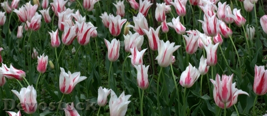 Devostock Tulips Flowers Supplies Coloring