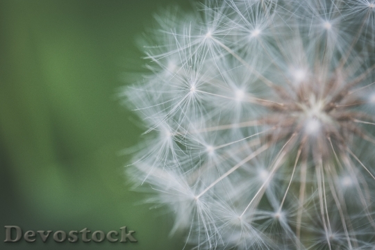 Devostock Abstract Blur Flower 111818 4K