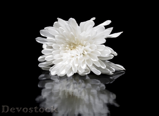 Devostock Abstract Petals Flower 116545 4K