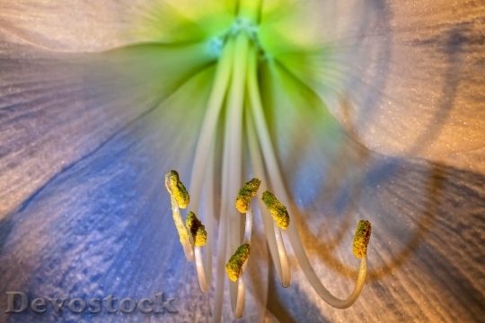 Devostock Amaryllis Macro Blossom Bloom 3996 4K.jpeg