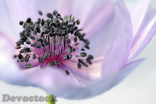 Devostock Anemone Flower Blossom Bloom 6697 4K.jpeg