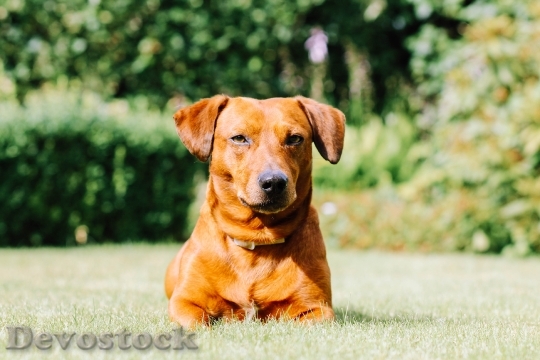 Devostock Animal Dog Pet 128905 4K
