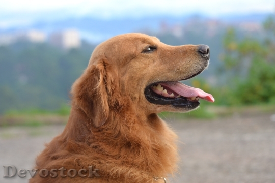 Devostock Animal Dog Pet 68694 4K