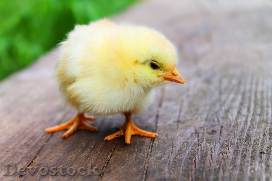 Devostock Animal Easter Chick 545 4K