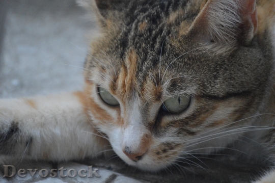 Devostock Animal Eyes Cat 5468 4K