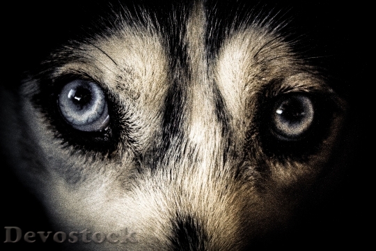 Devostock Animal Eyes Fur 83673 4K