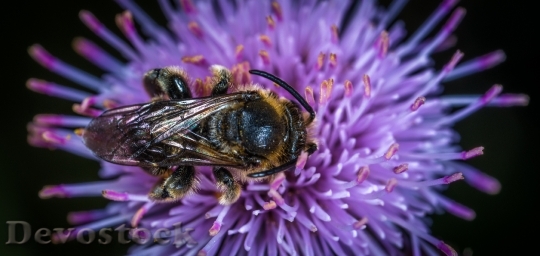 Devostock Animal Flower Bee 77079 4K
