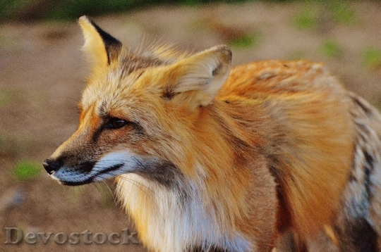 Devostock Animal Fox Hairy 16291 4K