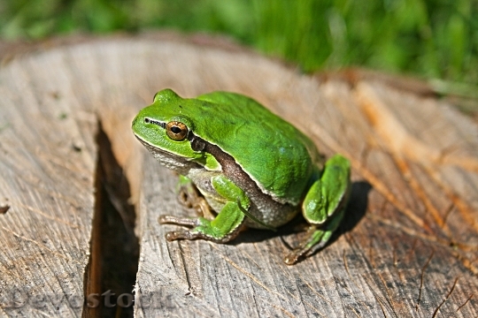 Devostock Animal Frog 521 4K