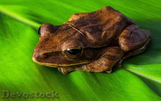 Devostock Animal Frog Amphibian 5700 4K