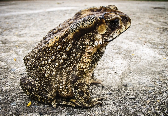 Devostock Animal Frog Amphibian 6545 4K
